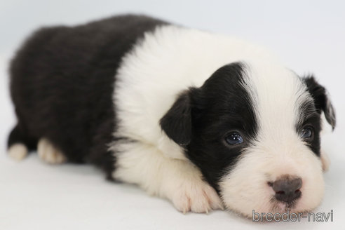 成約済の神奈川県のボーダーコリー-292342の4枚目